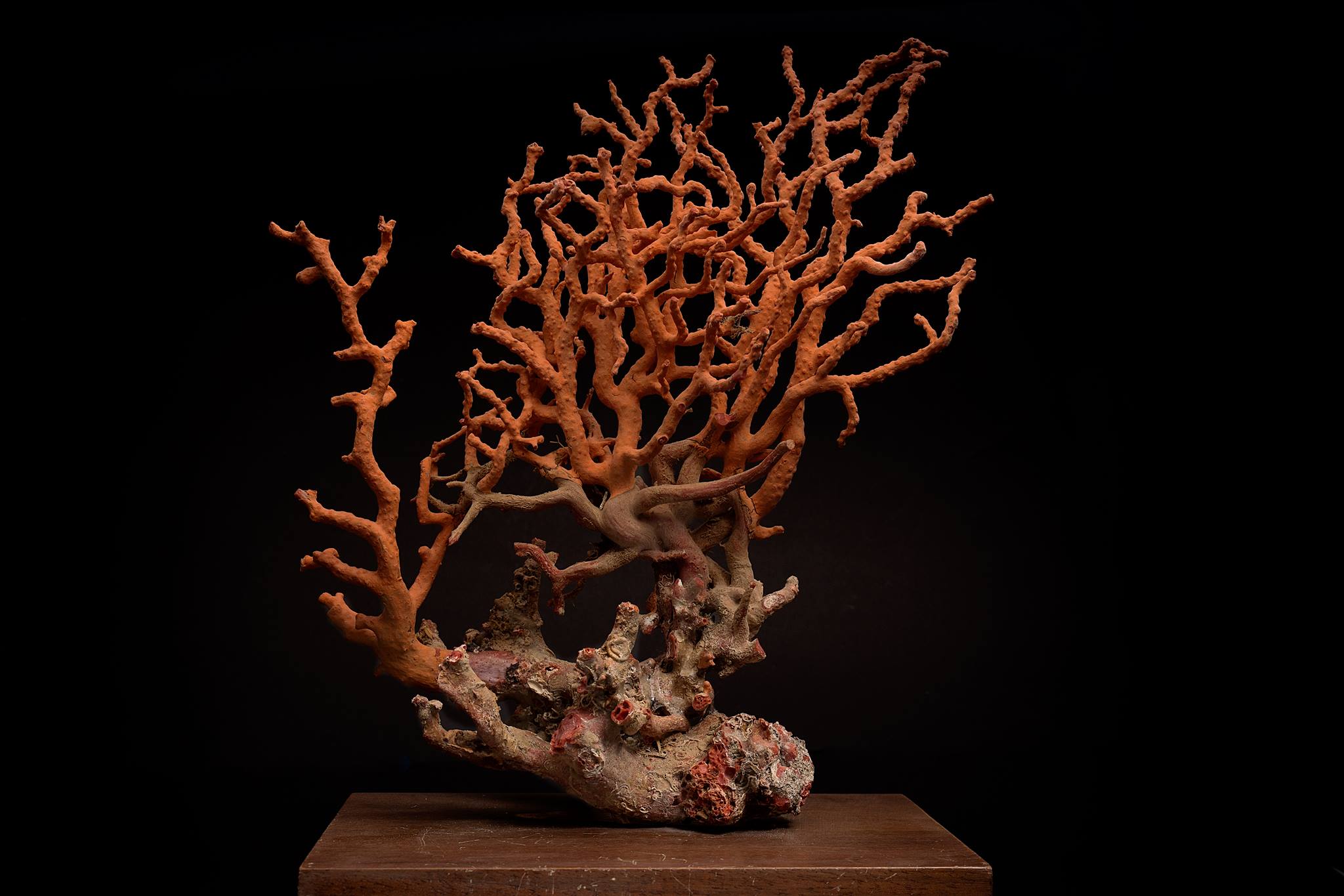 A View into Mediterranean Red Coral – by Rui Galopim de Carvalho, FGA DGA