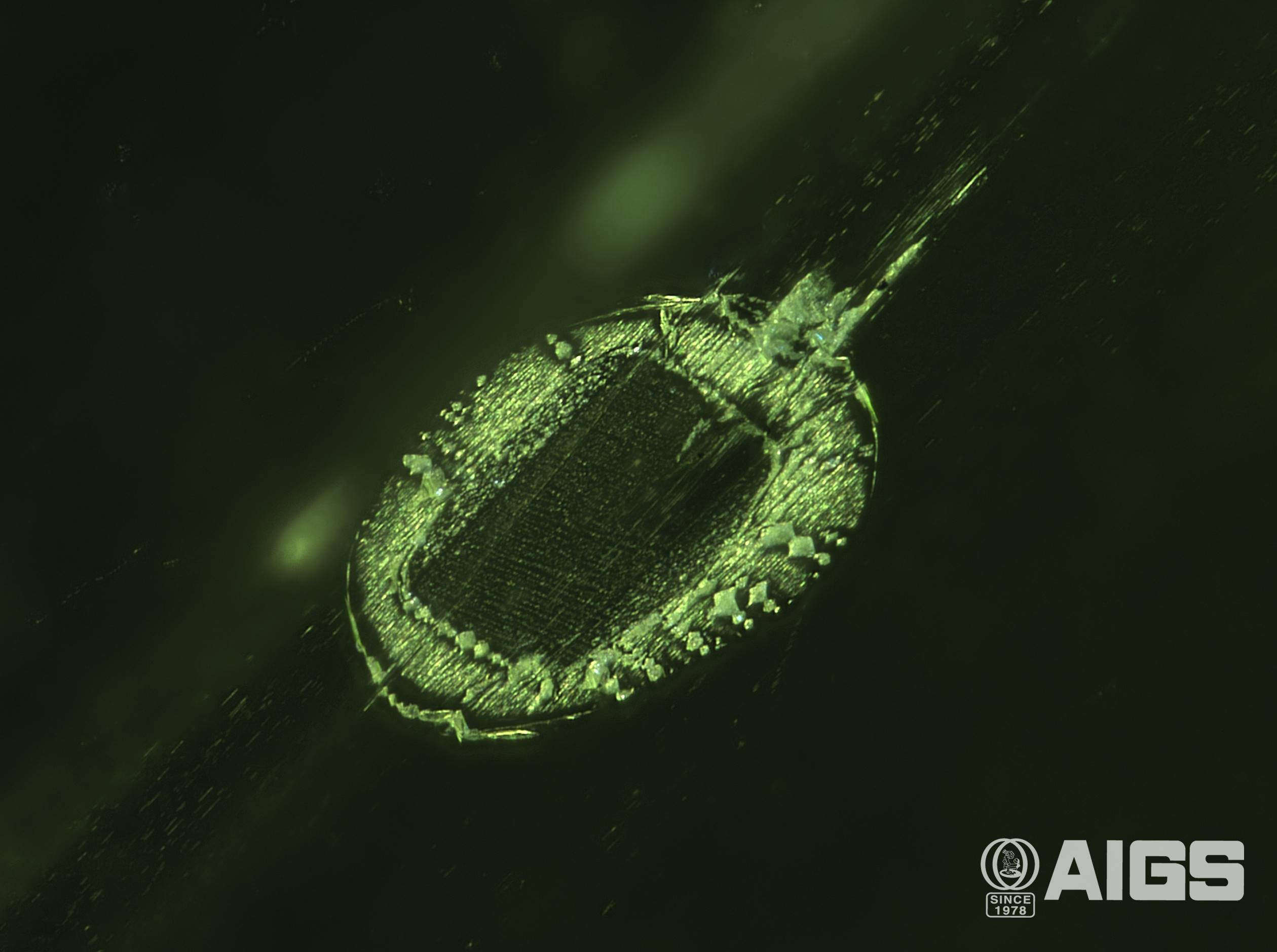 AIGS Inclusion of the Month (October 2026) – a Biotite Crystal Frozen in Time within Peridot